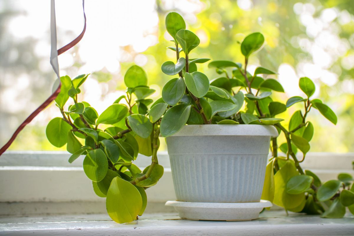  Trường sinh (chi Peperomia). Kích cỡ tương đối: Cao 15-30 cm, rộng 15-30 cm. Điều kiện sống lý tưởng: Độ sáng thấp đến trung bình; 16-24 độ C; đất khô vừa phải.