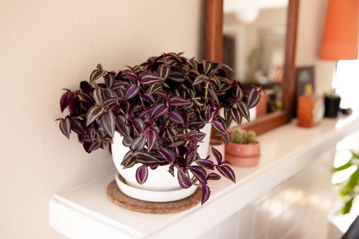  Thài lài (chi Tradescantia). Kích cỡ tương đối: Cao 10-30 cm, rộng 30-60 cm. Điều kiện sống lý tưởng: Độ sáng trung bình đến cao; 14-24 độ C; đất khô vừa phải.