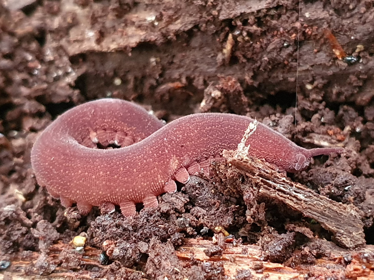 Phạm vi phân bố bản địa của chúng là các vùng nhiệt đới châu Á, châu Phi, châu Mỹ và Australia. Đây là ngành duy nhất trong giới Động vật hoàn toàn là đặc hữu của môi trường trên cạn. Ảnh: Portal de Zoologia de Pernambuco.