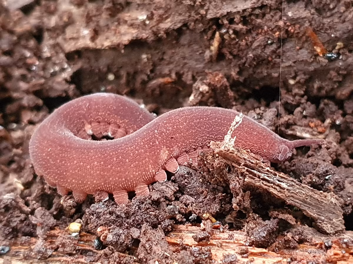 Phạm vi phân bố bản địa của chúng là các vùng nhiệt đới châu Á, châu Phi, châu Mỹ và Australia. Đây là ngành duy nhất trong giới Động vật hoàn toàn là đặc hữu của môi trường trên cạn. Ảnh: Portal de Zoologia de Pernambuco.