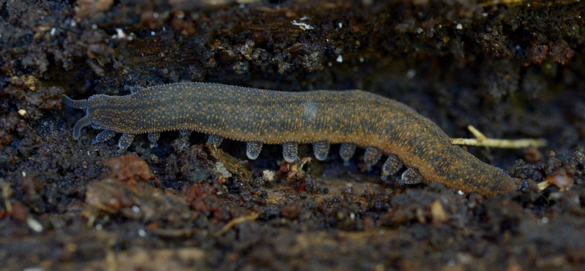 Trên phương diện tiến hóa, giun nhung không có quan hệ gần gũi với các ngành giun khác mà được coi là họ hàng gần của ngành Chân khớp (Arthropoda), gồm các loài côn trùng, giáp xác, nhện, rết, cuốn chiếu... Ảnh: Otago Daily Times.