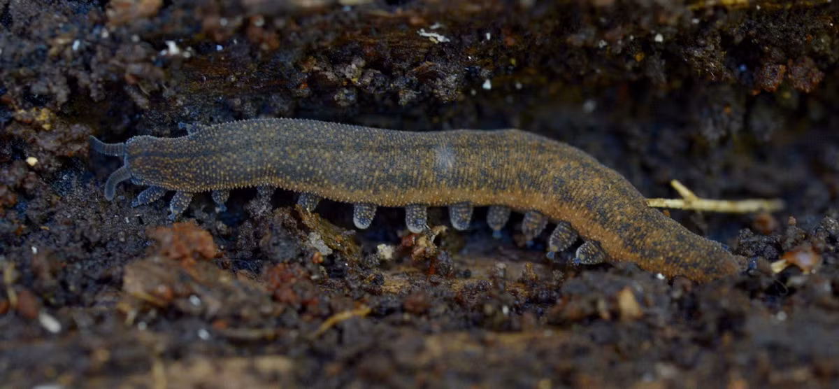 Trên phương diện tiến hóa, giun nhung không có quan hệ gần gũi với các ngành giun khác mà được coi là họ hàng gần của ngành Chân khớp (Arthropoda), gồm các loài côn trùng, giáp xác, nhện, rết, cuốn chiếu... Ảnh: Otago Daily Times.