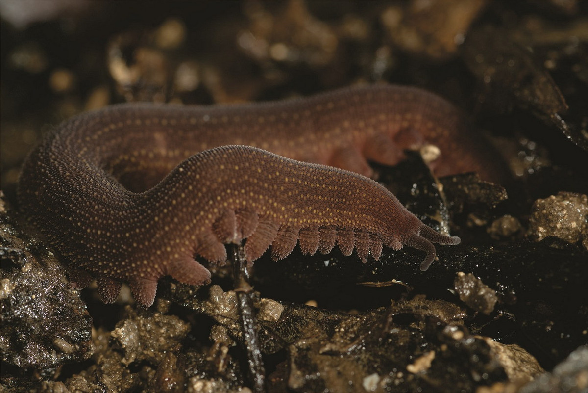 Trong tự nhiên, các loài giun nhung thường ẩn náu trong những kẽ hở và đám lá rụng trên mặt đất. Chúng ra ngoài vào buổi tối hoặc sau cơn mưa để săn con mồi là các động vật không xương sống khác. Ảnh: Zoological Studies.
