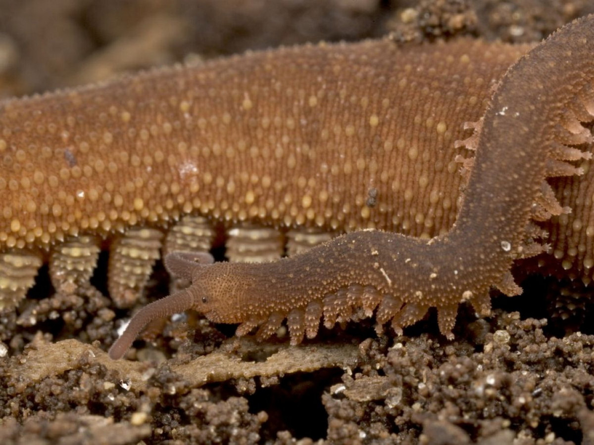 Cho đến nay, có khoảng 200 loài giun nhung đã được mô tả, mặc dù số lượng loài thực tế có khả năng lớn hơn. Chúng ít được biết đến do lối sống chui rúc, nằm ngoài tầm mắt con người của mình. Ảnh: Sciences et Avenir.
