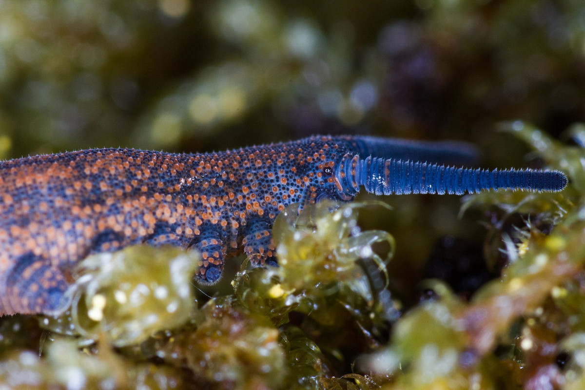 Trên mỗi chân của chúng có một cặp móng vuốt cứng làm bằng kitin, có thể thu vào. Điều này dẫn đến việc đặt tên ngành là Onychophora, với từ "onyches" trong tiếng Hy Lạp cổ đại là "móng vuốt". Ảnh: Ruppert alx-r@gmx.net.