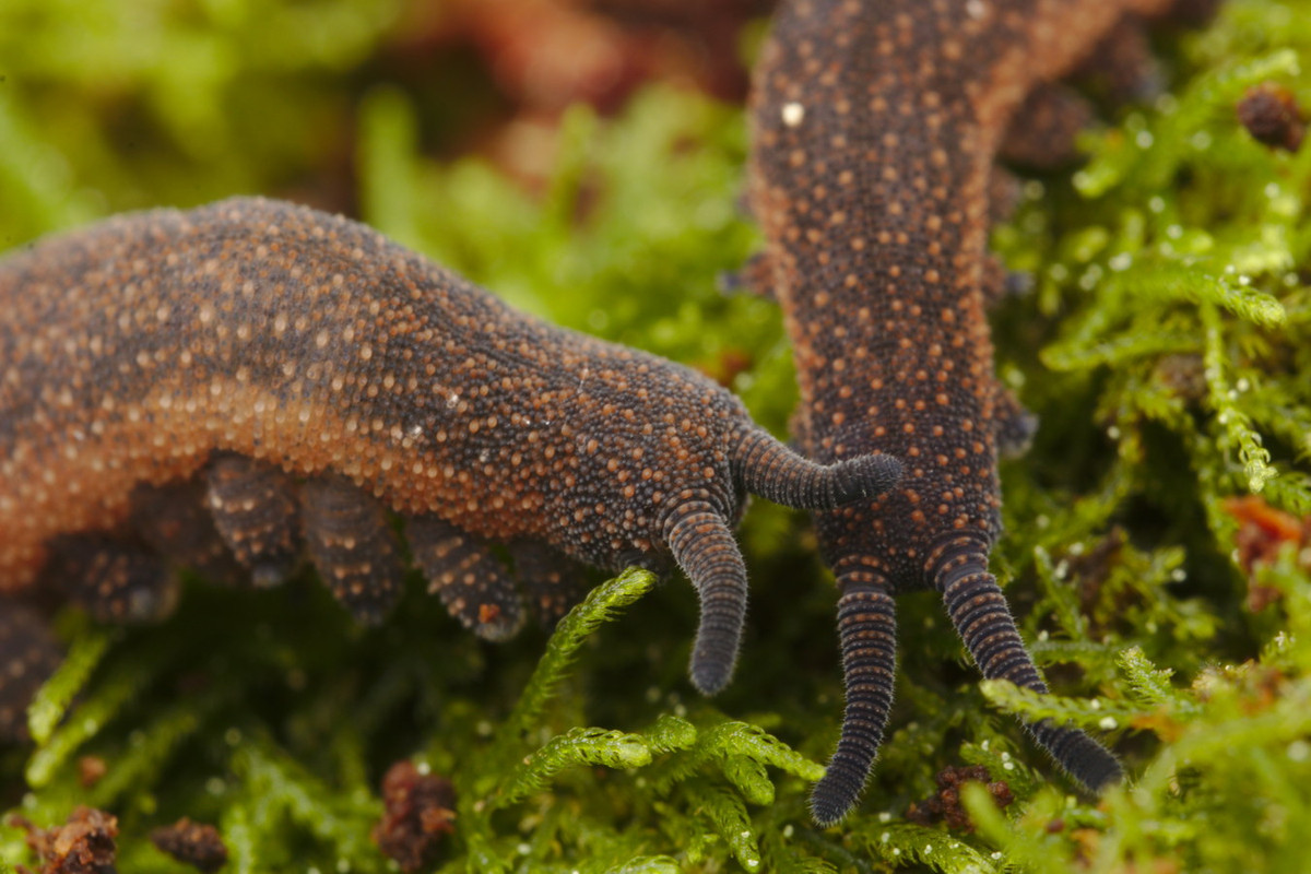 Giun nhung dài khoảng 6 cm khi trưởng thành. Những con vật này sinh sản theo hình thức hữu tính. Phần lớn các loài giun nhung đẻ trứng, nhưng cũng có một số loài sinh ra con non (trứng nở từ trong cơ thể mẹ). Ảnh: Otago Daily Times.