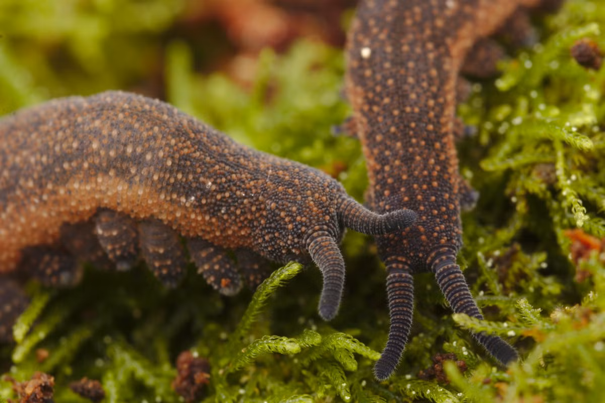 Giun nhung dài khoảng 6 cm khi trưởng thành. Những con vật này sinh sản theo hình thức hữu tính. Phần lớn các loài giun nhung đẻ trứng, nhưng cũng có một số loài sinh ra con non (trứng nở từ trong cơ thể mẹ). Ảnh: Otago Daily Times.