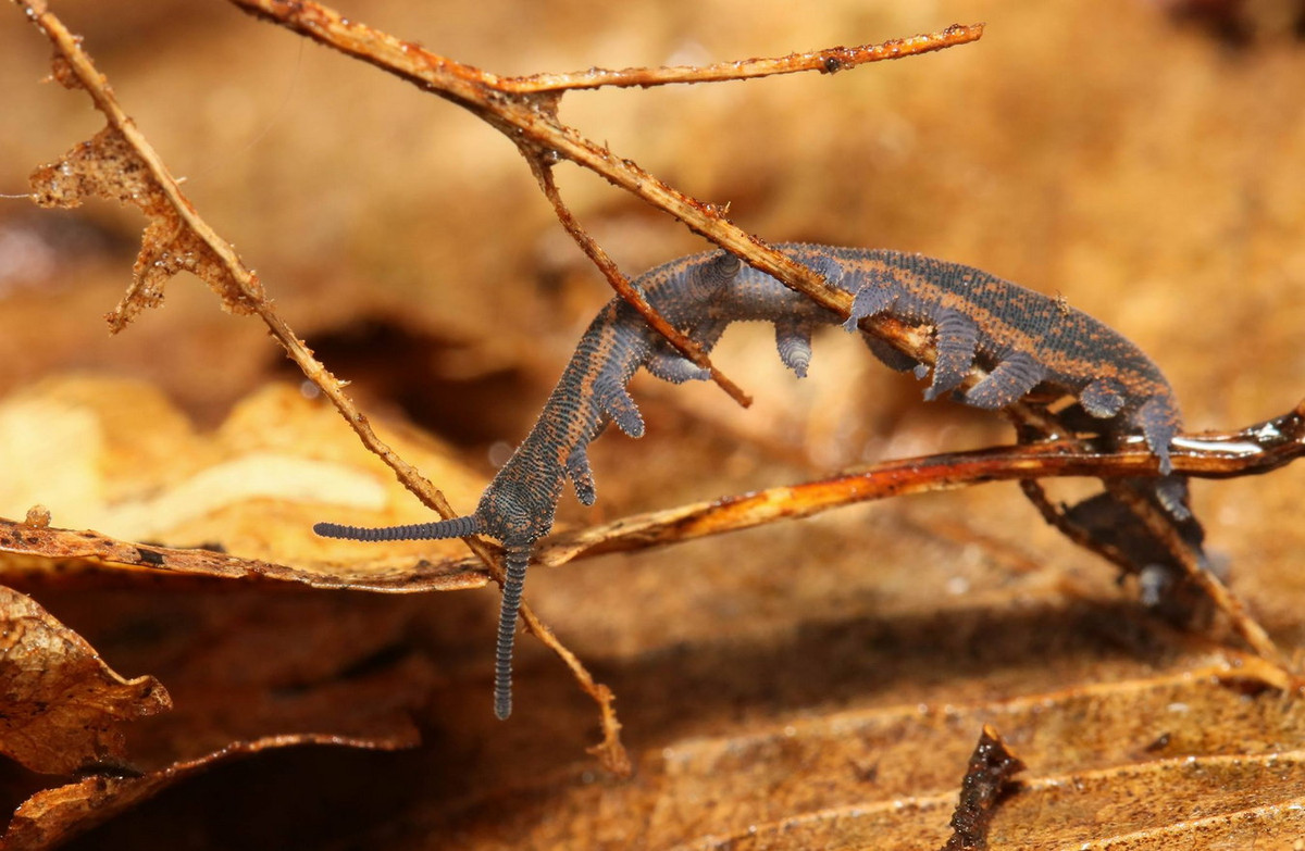 Điều này làm cho giun nhung được các nhà cổ sinh vật học quan tâm đặc biệt, vì chúng có thể giúp tái tạo hình ảnh tổ tiên của các loài động vật Chân khớp. Ảnh: A&amp;F Animals.