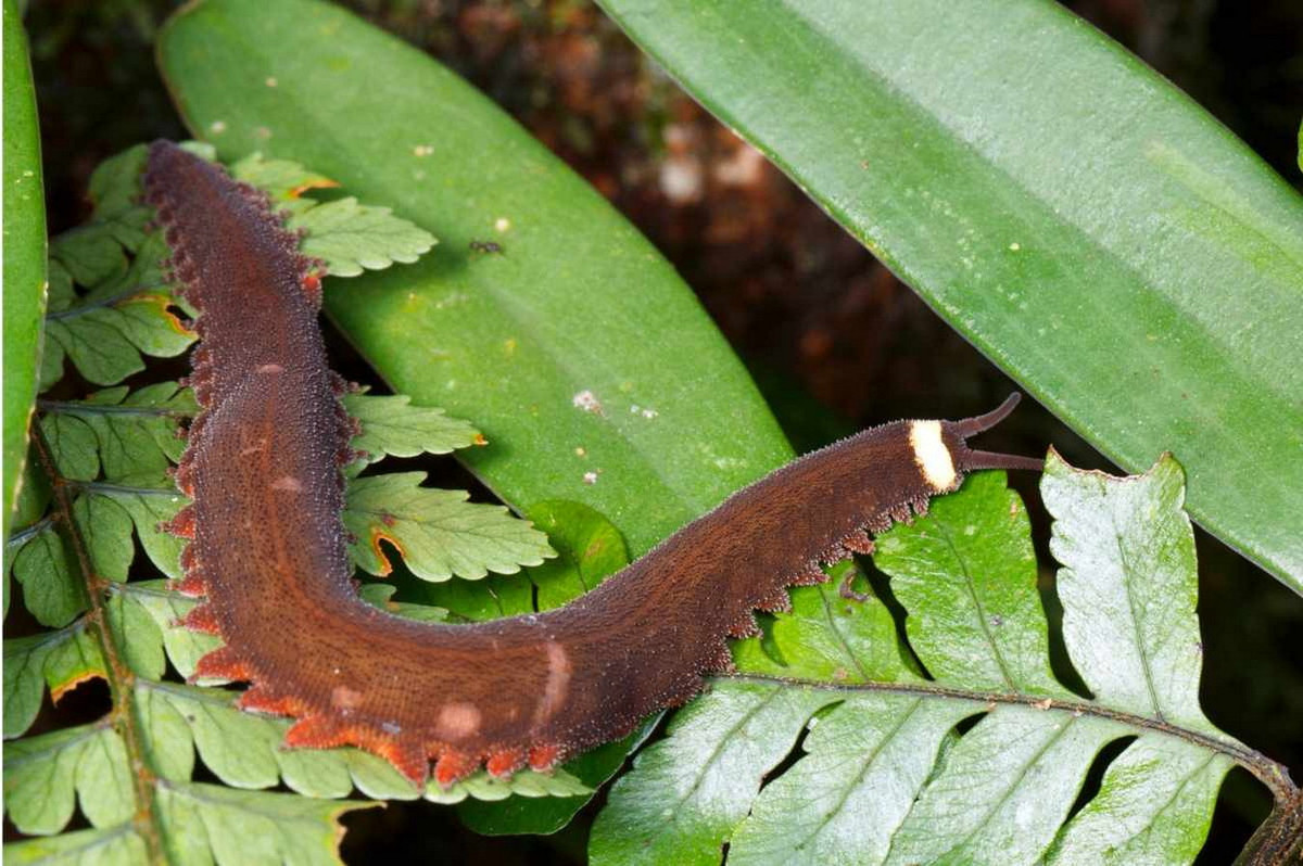 Khu vực phía Nam của Việt Nam nằm trong bản đồ phân bố của giun nhung. Vào năm 2013, nhóm nghiên cứu đến từ ĐH Leipzig (Đức) đã lần đầu ghi nhận sự hiện diện của loài vật độc đáo này ở Việt Nam. Ảnh: BBC Science Focus Magazine.