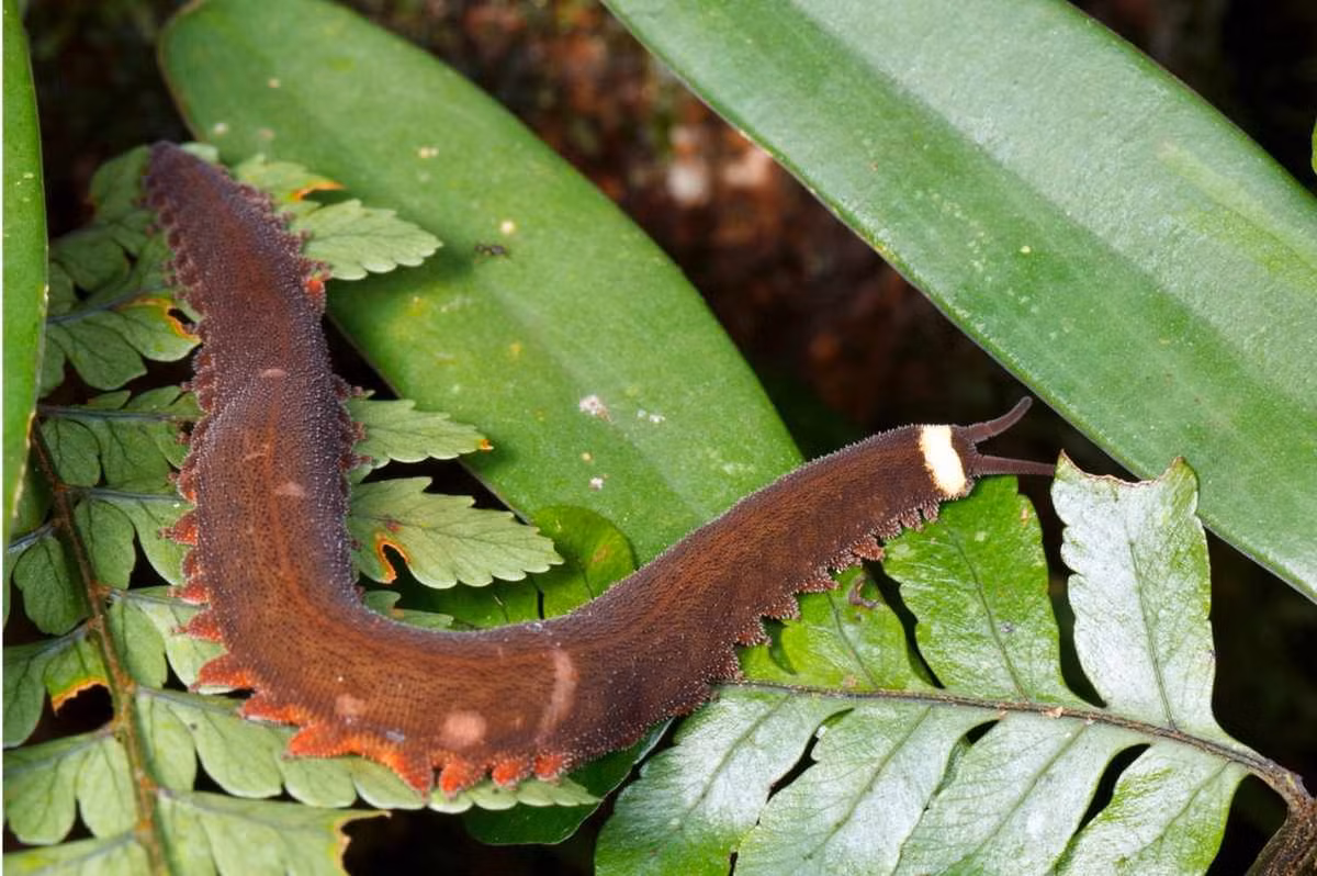 Khu vực phía Nam của Việt Nam nằm trong bản đồ phân bố của giun nhung. Vào năm 2013, nhóm nghiên cứu đến từ ĐH Leipzig (Đức) đã lần đầu ghi nhận sự hiện diện của loài vật độc đáo này ở Việt Nam. Ảnh: BBC Science Focus Magazine.