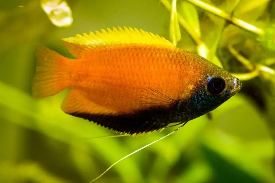  Cá sặc mật (Trichogaster chuna). Kích thước: Dài tối đa 7 cm. Khu vực phân bố: Bangladesh.