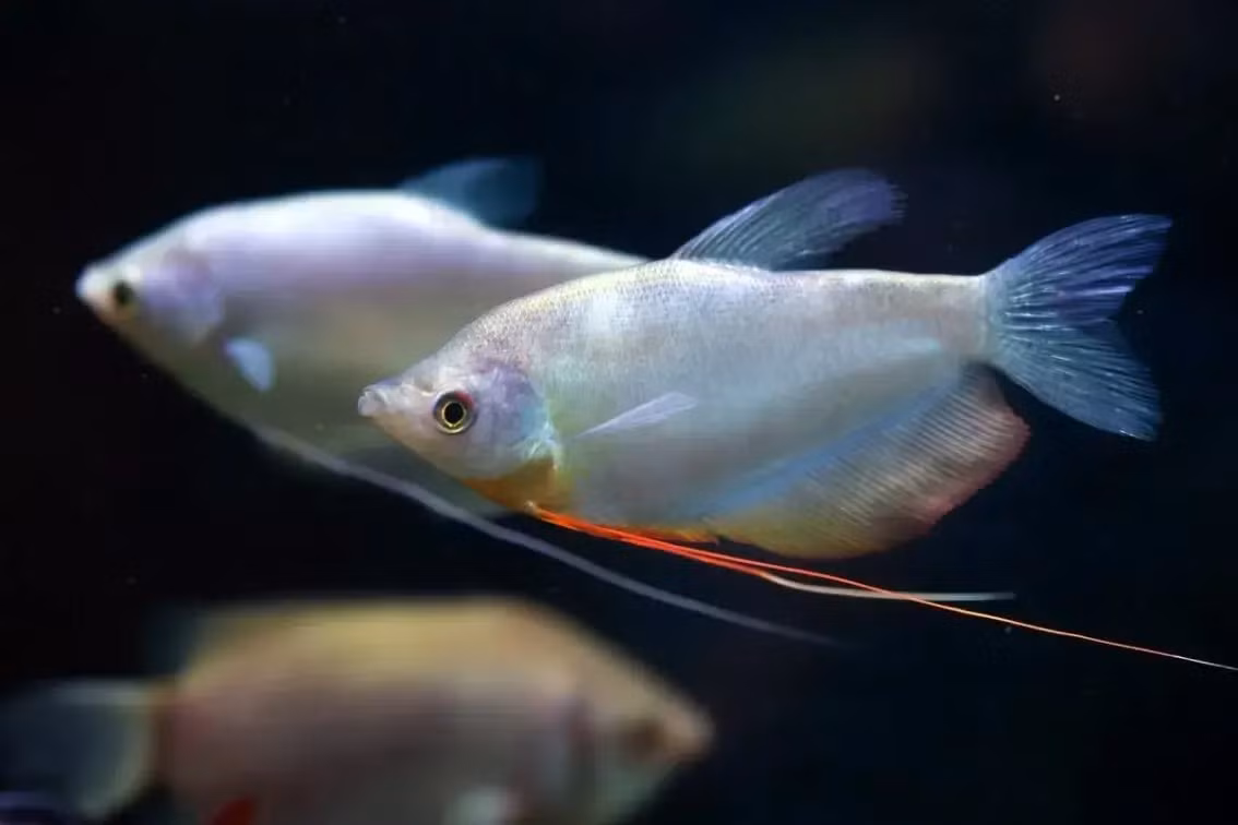  Cá sặc điệp (Trichopodus microlepis). Kích thước: Dài tối đa 15 cm. Khu vực phân bố: Campuchia, Thái Lan, Việt Nam.