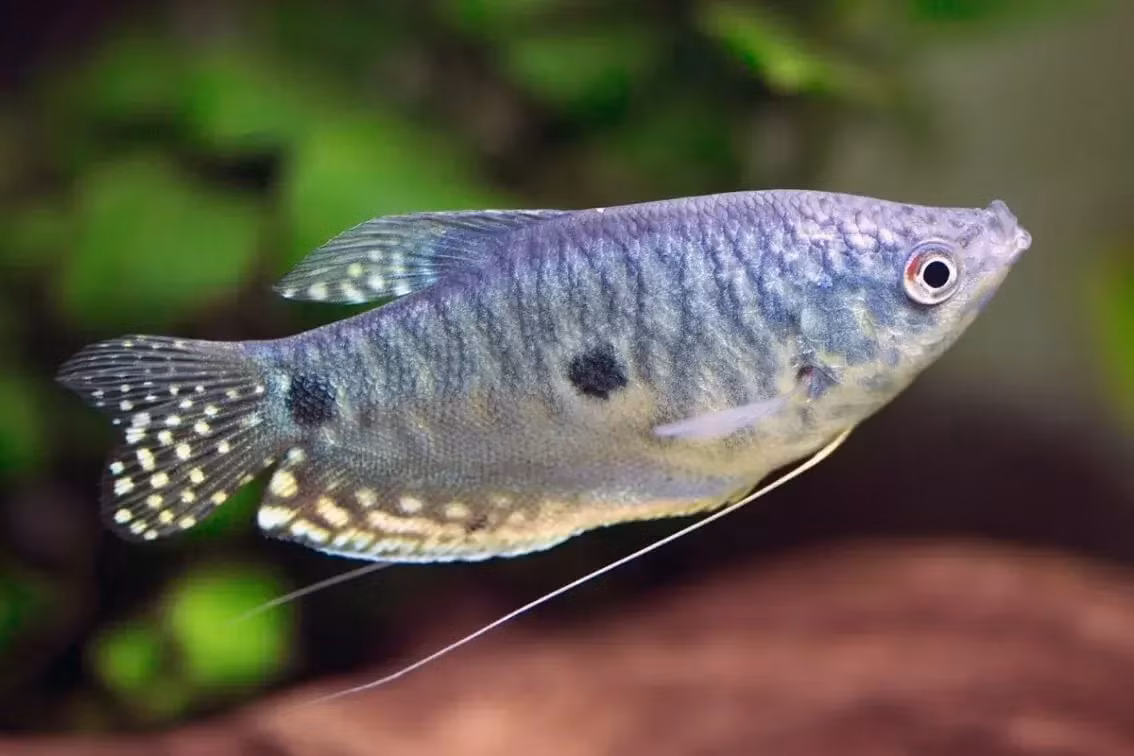  Cá sặc bướm hay sặc cẩm thạch, vạn long (Trichopodus trichopterus). Kích thước: Dài tối đa 15 cm. Khu vực phân bố: Campuchia, Indonesia, Lào, Malaysia, Myanmar, Singapore, Thái Lan, Việt Nam.