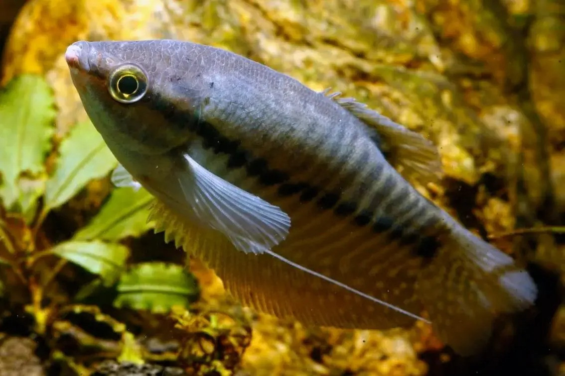 Cá sặc rằn (Trichopodus pectoralis). Kích thước: Dài tối đa 20 cm. Khu vực phân bố: Campuchia, Lào, Thài Lan, Việt Nam.