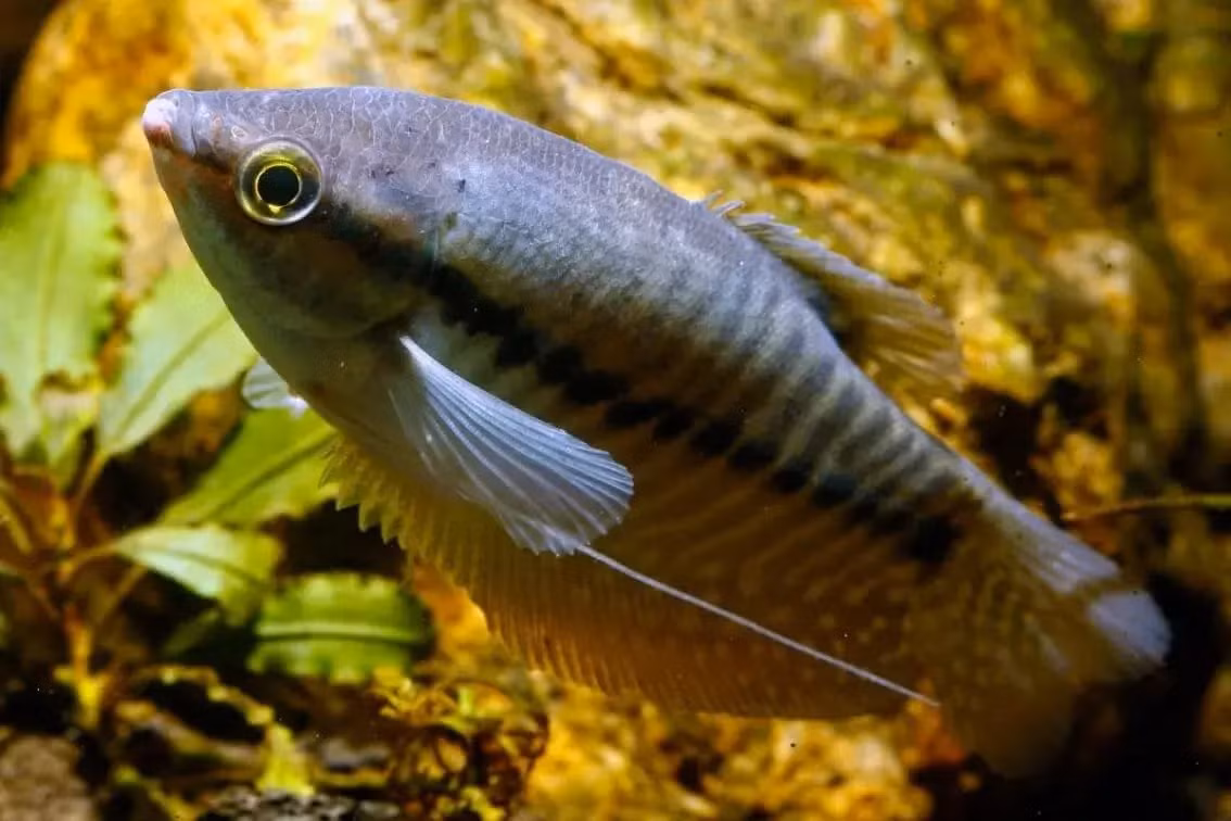 Cá sặc rằn (Trichopodus pectoralis). Kích thước: Dài tối đa 20 cm. Khu vực phân bố: Campuchia, Lào, Thài Lan, Việt Nam.