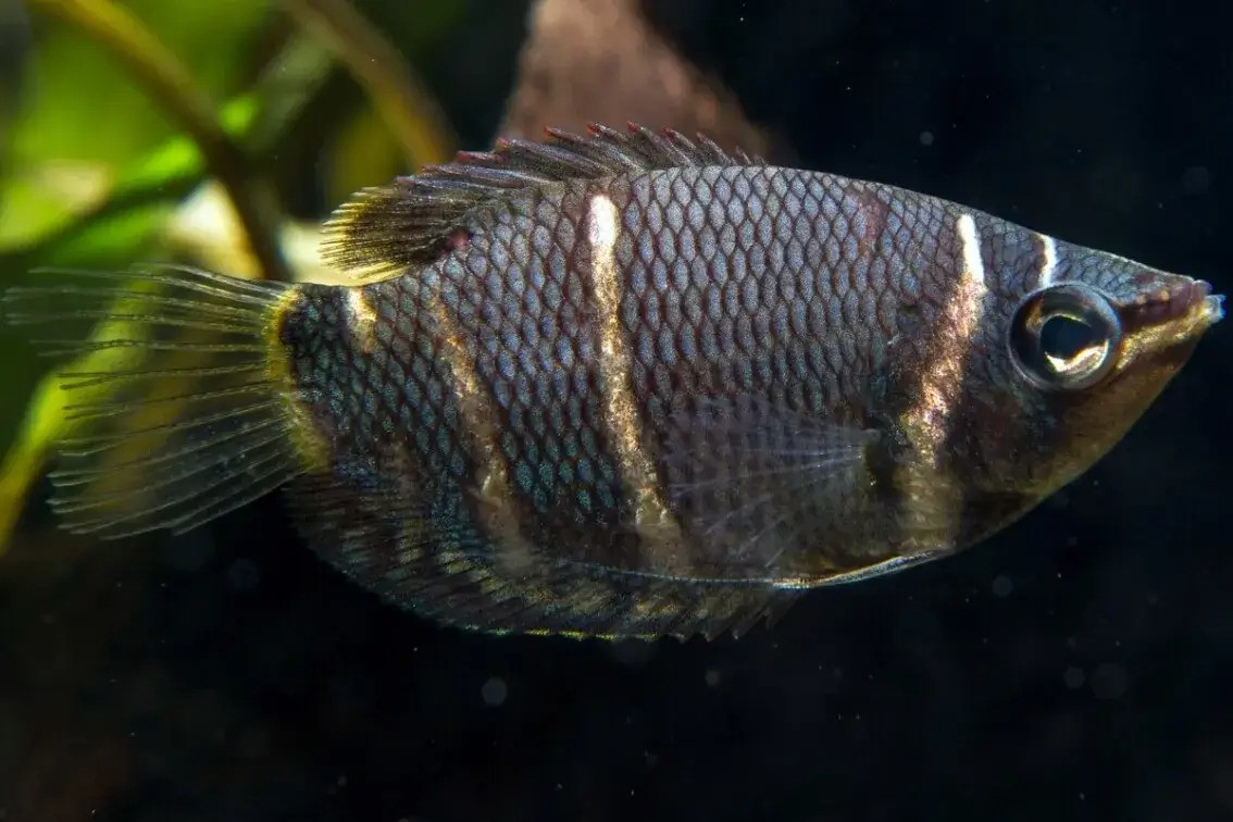  Cá sặc chocolate (Sphaerichthys osphromenoides). Kích thước: Dài tối đa 6 cm. Khu vực phân bố: Indonesia, Malaysia.