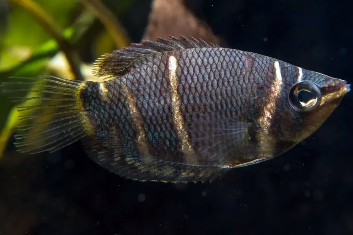  Cá sặc chocolate (Sphaerichthys osphromenoides). Kích thước: Dài tối đa 6 cm. Khu vực phân bố: Indonesia, Malaysia.