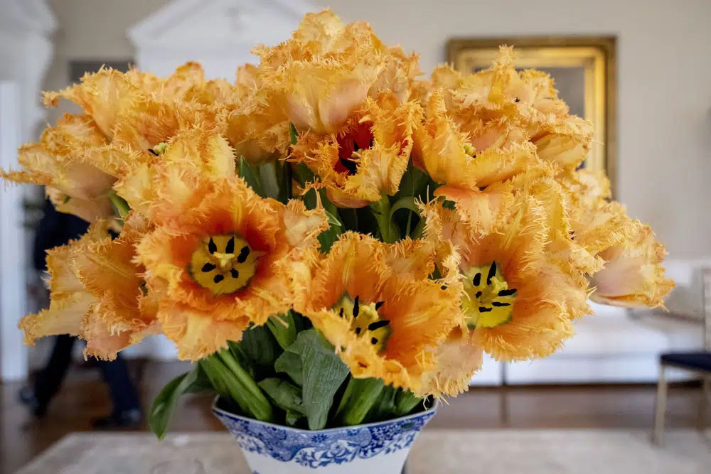 Hà Lan lấy tên Đệ nhất phu nhân Mỹ Jill Biden đặt cho hoa tulip - Hình 2 Ha Lan lay ten De nhat phu nhan My Jill Biden dat cho hoa tulip-Hinh-2