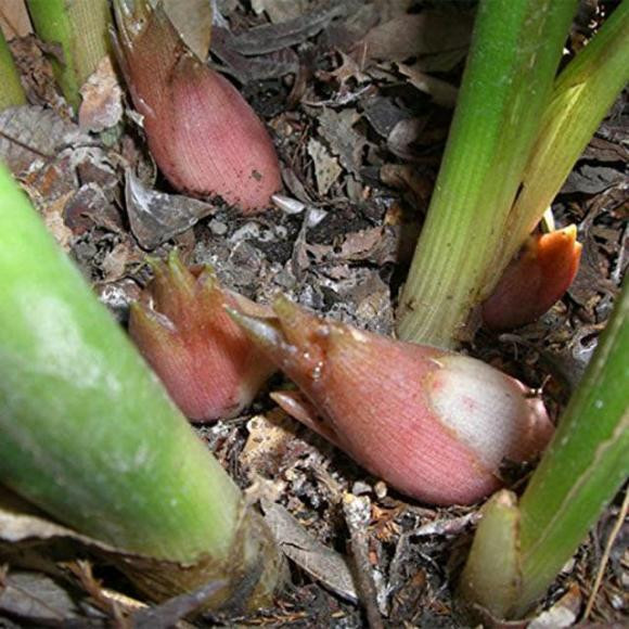 Loai cu thuong duoc lay cho lon an hoa ra la 