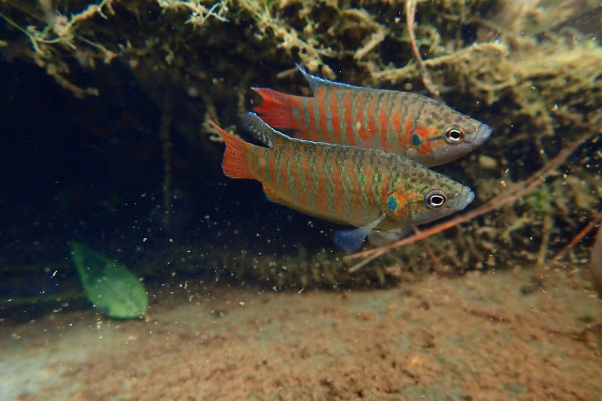 Trong bể nuôi, cá cờ có xu hướng bơi ở tầng mặt và tầng giữa. Nên nuôi ít nhất từ 6 con trong bể có nhiều cây thủy sinh để cá có thể sinh trưởng tốt nhất. Tuổi thọ cá nuôi trong bể có thể đạt 8-10 năm. Ảnh: Fishipedia.