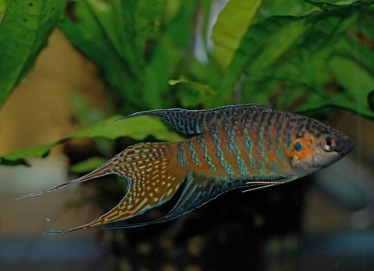 Theo các tài liệu khoa học, cá cờ chính là loài cá cảnh thứ hai sau cá vàng được nhập cảnh vào châu Âu (Pháp năm 1869, Đức năm 1876). Ảnh: Wikimedia Commons.