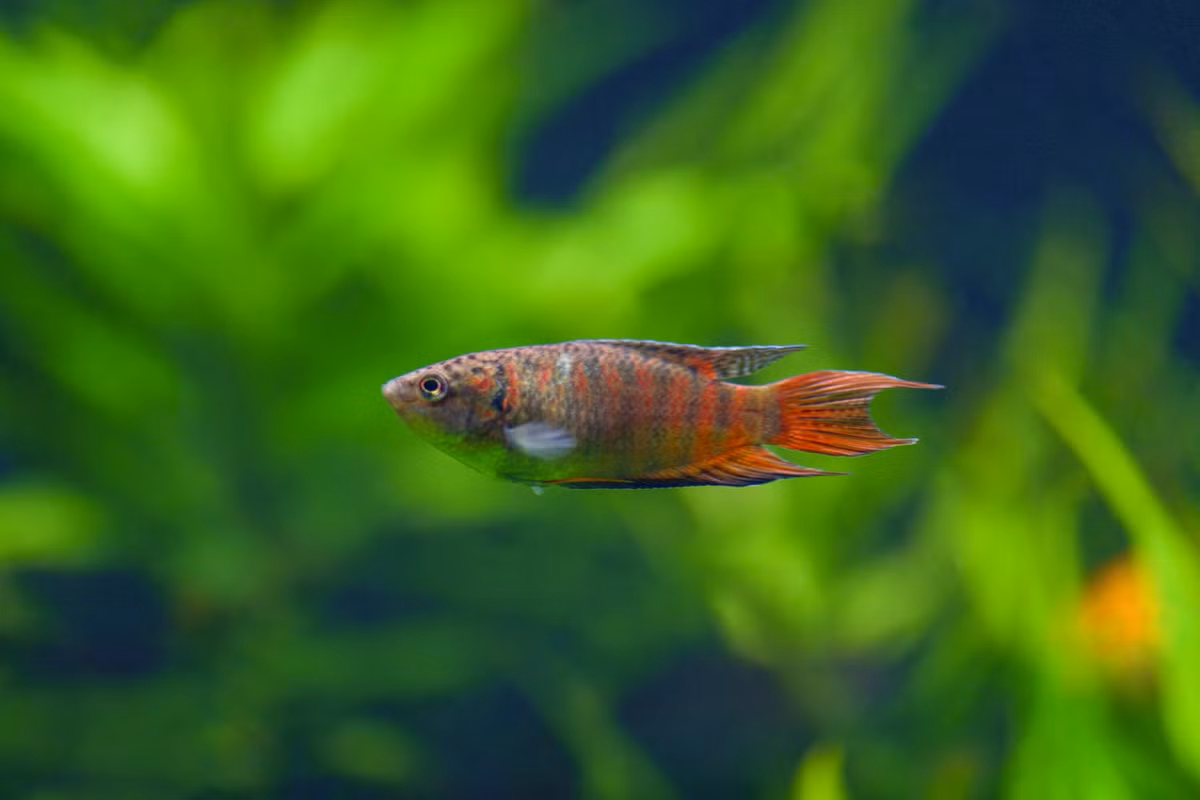 Loài cá này hấp dẫn những người nuôi cá cảnh phương Tây bởi dáng vẻ hoang dã, sắc màu đậm chất nhiệt đới. Tùy theo kích cỡ và màu sắc, chúng được bán với giá 10-15 USD mỗi con. Ảnh: Aquariadise.