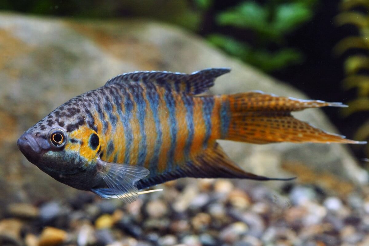 Trên thế giới, cá cờ được ghi nhận ở khắp vùng Đông Á và bán đảo Đông Dương, bao gồm Lào, Campuchia, Malaysia, Trung Quốc, Hồng Kông, Đài Loan, Nhật Bản, Hàn Quốc. Ảnh: Aquadiction.