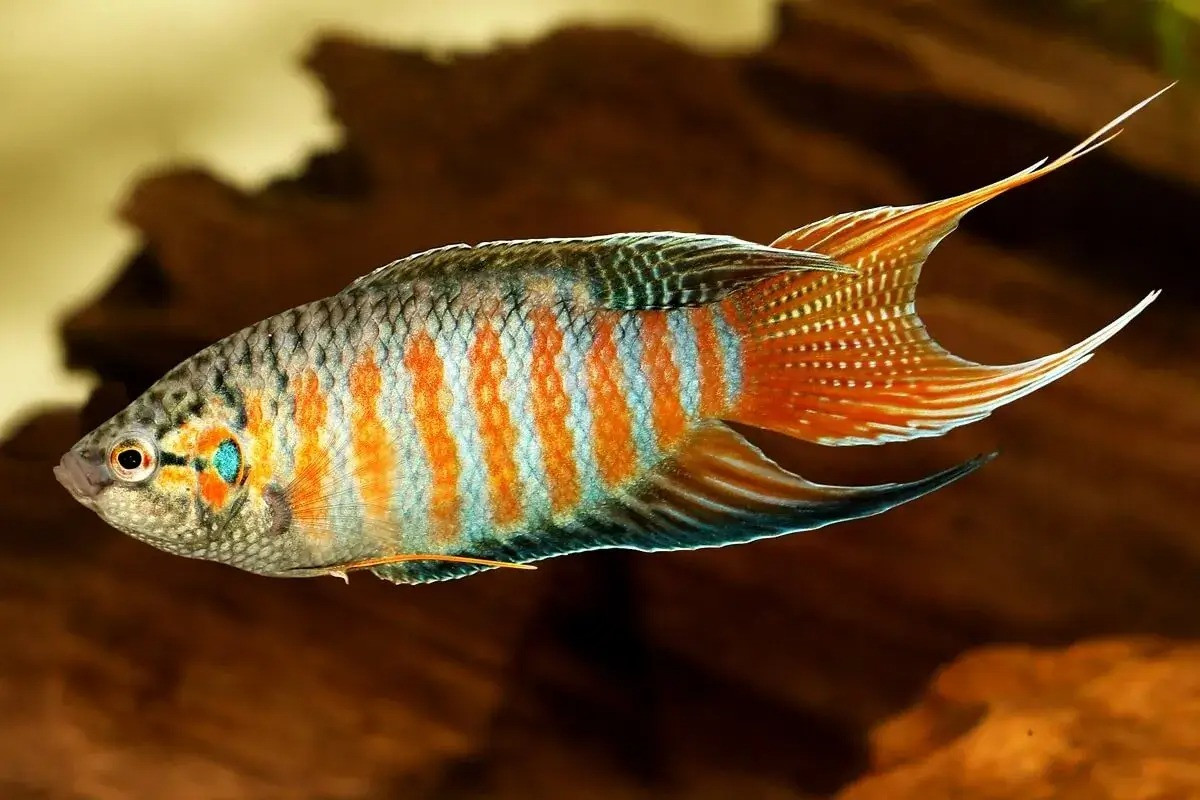 Nhưng ở các nước Âu Mỹ, cá cờ lại là một loài cá cảnh rất được ưa chuộng, được gọi bằng một cái tên mĩ miều là cá thiên đường (paradise fish). Ảnh: Aquadiction.