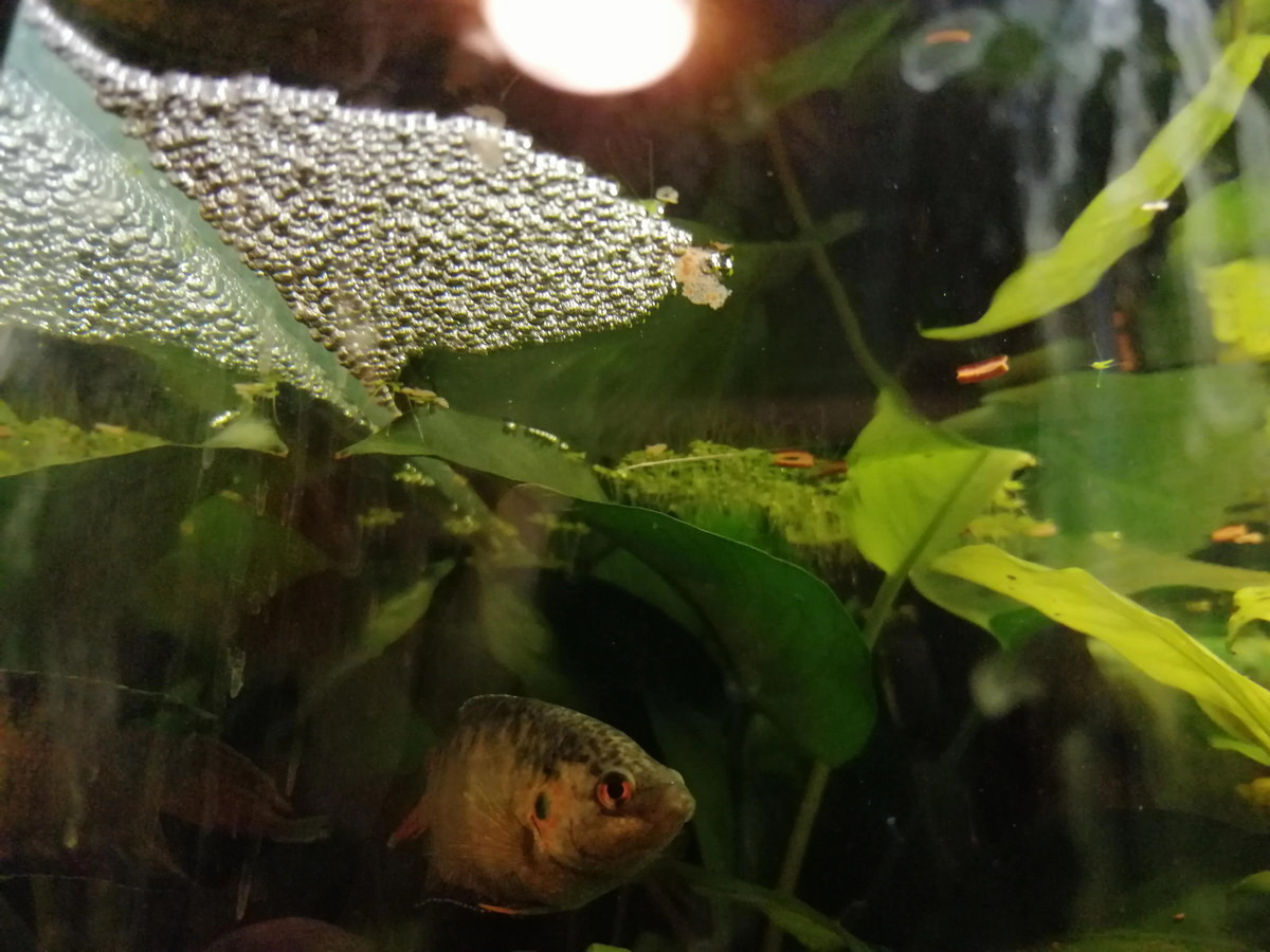 Cá đực thường hung dữ và đá nhau tranh giành lãnh thổ, nhất là trong mùa sinh sản. Khi đó, chúng sẽ chọn nơi yên tĩnh để nhả bọt và dẫn dụ cá cái đến để đẻ trứng. Ảnh: Reddit.