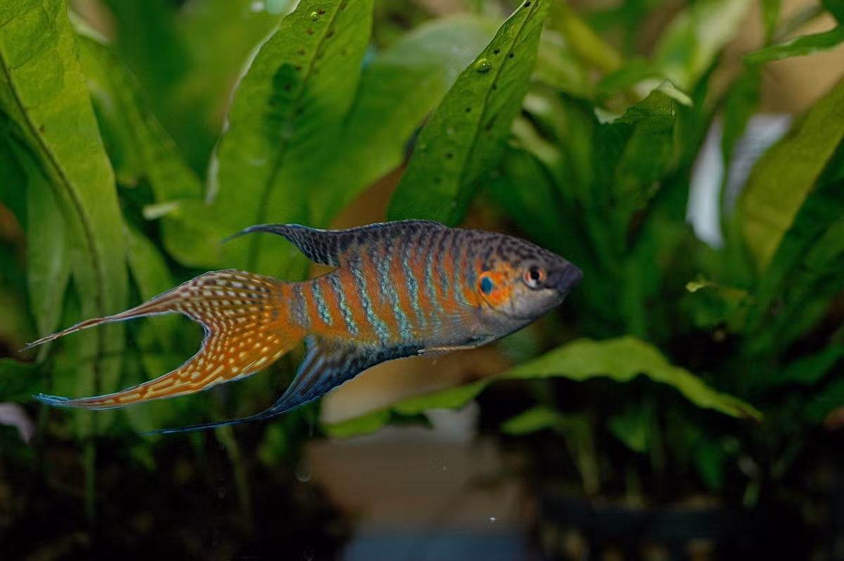 Loai ca day o kenh muong Viet Nam, o Tay la ca canh “hot