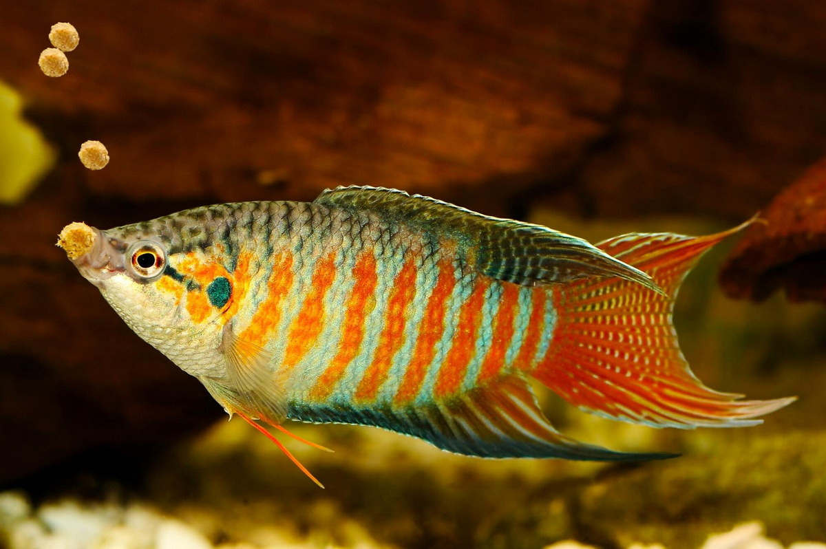 Nhờ khả năng hít thở không khí trực tiếp, cá cờ có thể sống nơi nước đục và nghèo oxy hoà tan. Thức ăn của chúng bao gồm tất cả những loài động vật thuỷ sinh kích thước nhỏ, kể cả cá nhỏ. Ảnh: Aquadiction.