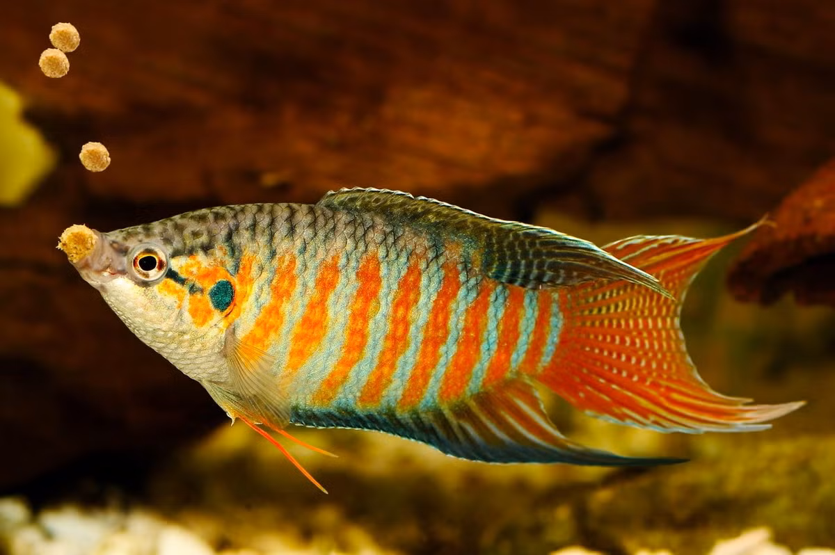 Nhờ khả năng hít thở không khí trực tiếp, cá cờ có thể sống nơi nước đục và nghèo oxy hoà tan. Thức ăn của chúng bao gồm tất cả những loài động vật thuỷ sinh kích thước nhỏ, kể cả cá nhỏ. Ảnh: Aquadiction.