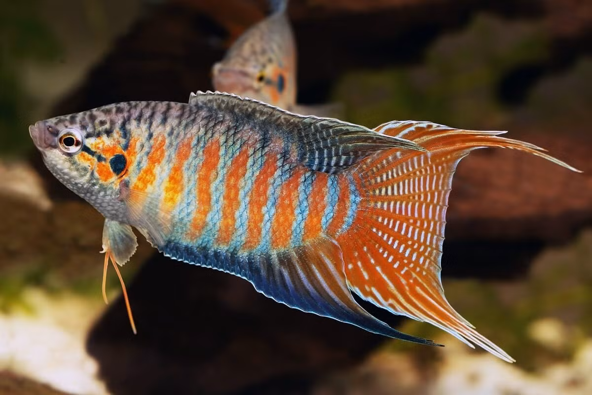 Loai ca day o kenh muong Viet Nam, o Tay la ca canh “hot