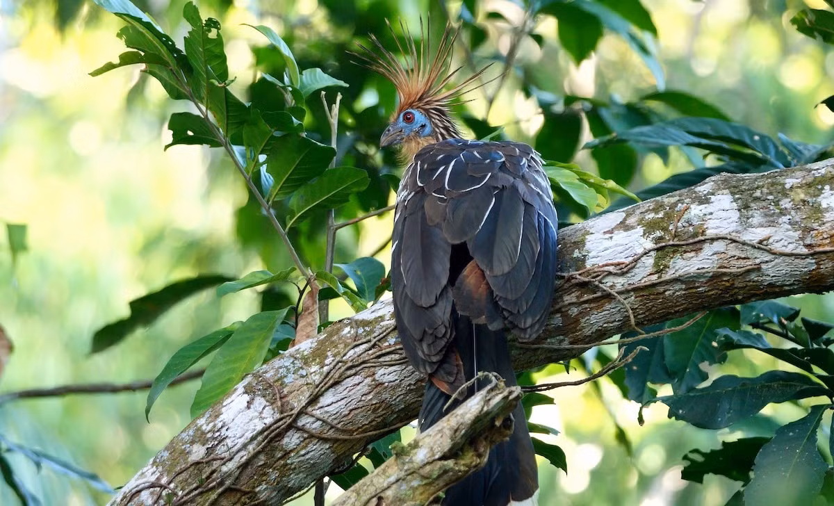 Hiện tại, gà móng vẫn còn khá phổ biến trong phần lớn phạm vi phân bố, nhưng dân số của chúng có nguy cơ suy giảm do mất môi trường sống, mà chủ yếu là do nạn phá rừng ở Amazon. Ảnh: eBird.