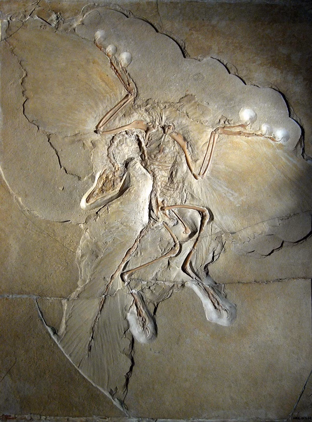Những chiếc móng trên cánh của gà móng non có sự tương đồng đáng kể với Archaeopteryx, loài chim cổ xưa chỉ còn được biết đến qua các hóa thạch. Vì vậy, có thể gà móng mang đặc điểm kế thừa từ những tổ tiên tồn tại vào thời khủng long. Ảnh: Wikipedia.
