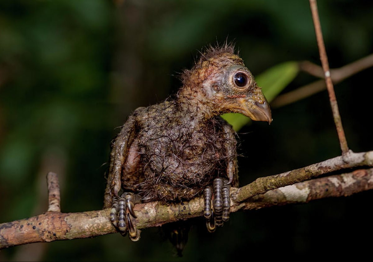 Tuy nhiên, cũng có giả thuyết cho rằng móng vuốt của gà móng có nguồn gốc gần đây hơn và có thể là sự tiến hóa từ nhu cầu thường xuyên rời tổ và trèo lên dây leo và cây cối rậm rạp của chim non. Ảnh: Fine Art America.