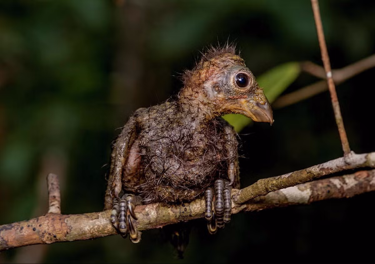Tuy nhiên, cũng có giả thuyết cho rằng móng vuốt của gà móng có nguồn gốc gần đây hơn và có thể là sự tiến hóa từ nhu cầu thường xuyên rời tổ và trèo lên dây leo và cây cối rậm rạp của chim non. Ảnh: Fine Art America.