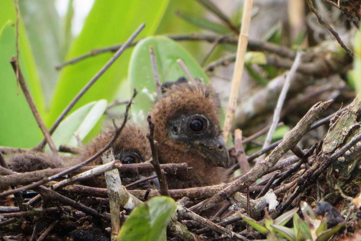 Khi những kẻ săn mồi như diều hâu đen lớn tấn công khu vực làm tổ, những con gà móng trưởng thành sẽ bay ồn ào xung quanh để đánh lạc hướng kẻ săn mồi, trong khi con non rời khỏi tổ và ẩn mình trong những bụi cây. Ảnh: National Parks.