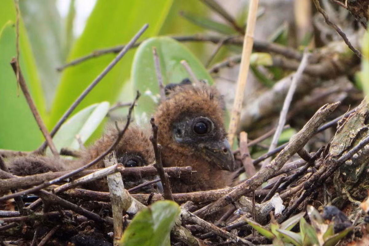 Khi những kẻ săn mồi như diều hâu đen lớn tấn công khu vực làm tổ, những con gà móng trưởng thành sẽ bay ồn ào xung quanh để đánh lạc hướng kẻ săn mồi, trong khi con non rời khỏi tổ và ẩn mình trong những bụi cây. Ảnh: National Parks.