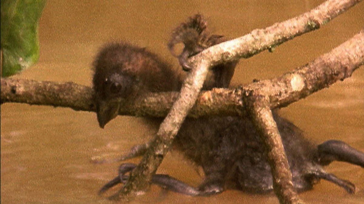 Nếu bị phát hiện, chúng sẽ lao xuống nước và bơi dưới mặt nước để trốn thoát, sau đó sử dụng đôi cánh có móng của mình để trèo trở lại tổ an toàn. Ảnh: BBC.