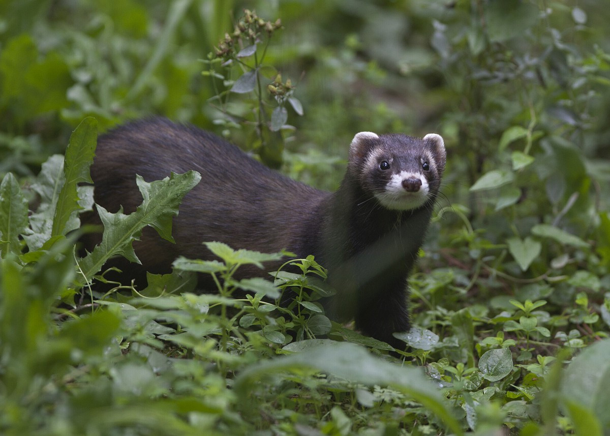 Triết hôi châu Âu (Mustela putorius) dài 20-46 cm, cư trú trong các khu rừng và đồng cỏ Trung và Tây Âu. Loài hoạt động về đêm hoạt bát này là tổ tiên của chồn sương nhà (Mustela furo) - một vật nuôi phổ biến ở Âu - Mỹ.