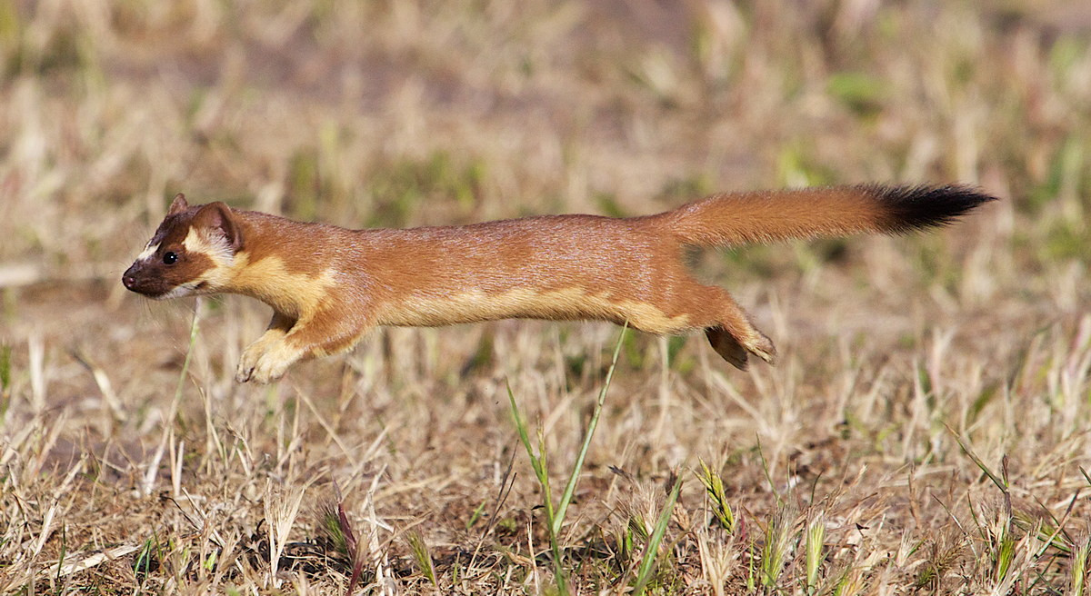 Chồn đuôi dài (Mustela frenata) dài 23-26 cm, phân bố từ phía Nam Canada đến phía Bắc của Nam Mỹ. Loài chồn này săn chuột trên các cánh đồng. Các quần thể ở phía Bắc có lông chuyển sang màu trắng vào mùa đông.