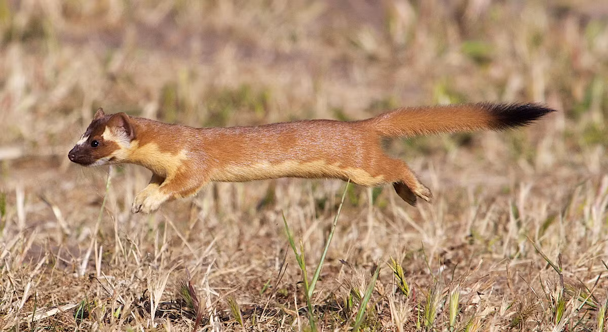Chồn đuôi dài (Mustela frenata) dài 23-26 cm, phân bố từ phía Nam Canada đến phía Bắc của Nam Mỹ. Loài chồn này săn chuột trên các cánh đồng. Các quần thể ở phía Bắc có lông chuyển sang màu trắng vào mùa đông.