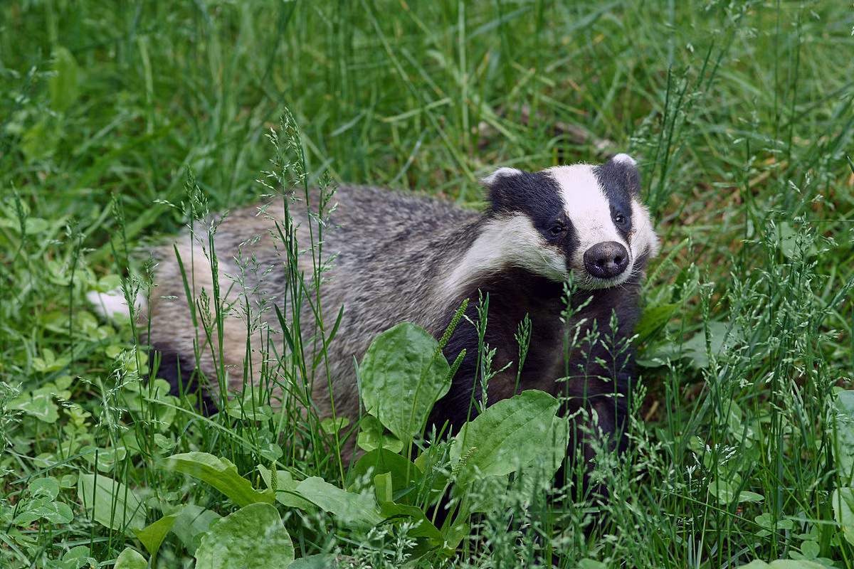 Lửng Á - Âu (Meles meles) dài 56-90 cm, cư trú ở các vùng có rừng hầu khắp châu Âu và một phần khu vực Tây - Trung Á. Loài lửng này sống thành cộng đồng trong các hệ thống hang rộng mở.