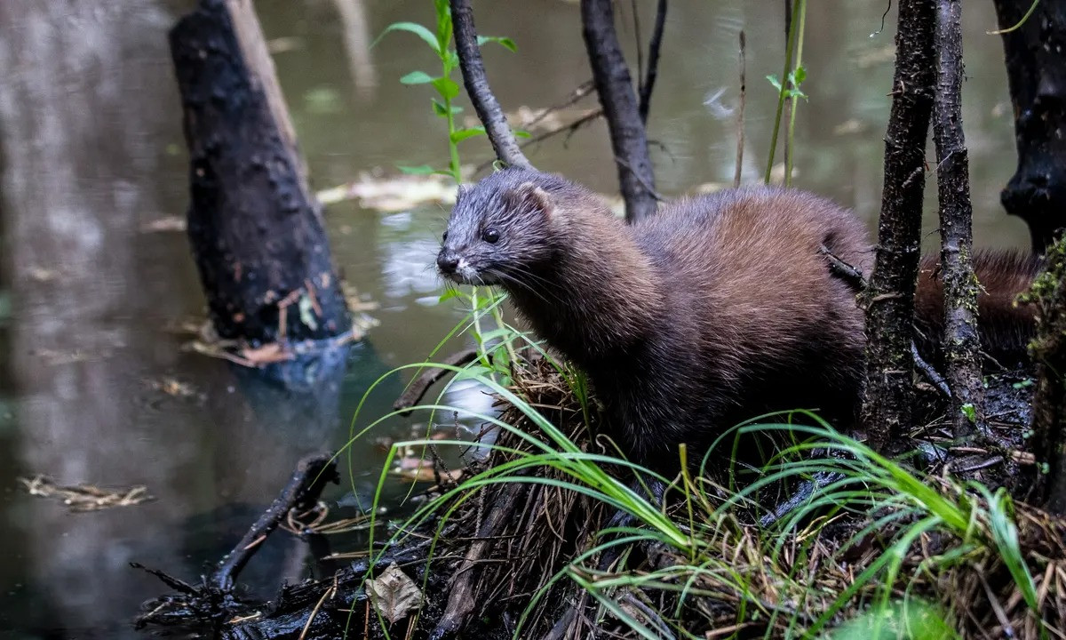 Chồn rái cá châu Âu (Mustela lutreola) dài 20-36 cm, có nguồn gốc từ Tây và Trung Âu. Loài săn mồi bán thủy sinh này ngày nay bị lấn át bởi loài chồn rái cá châu Mỹ ngoại nhập.