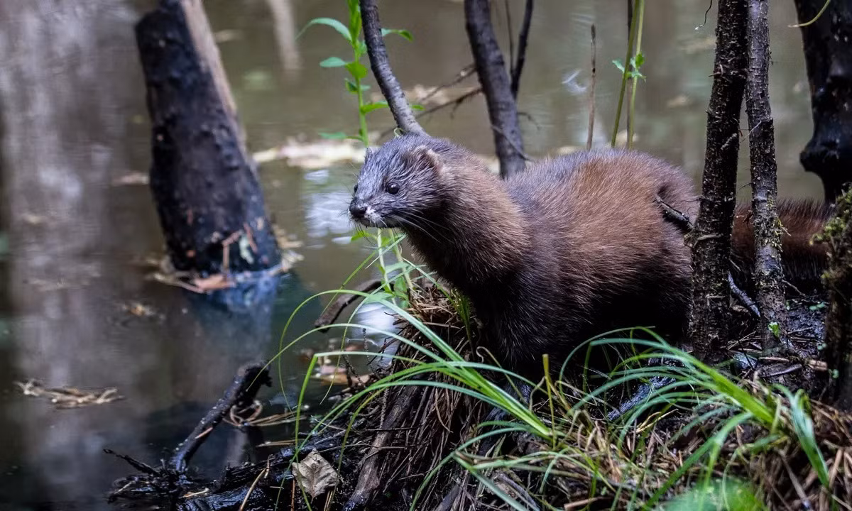 Chồn rái cá châu Âu (Mustela lutreola) dài 20-36 cm, có nguồn gốc từ Tây và Trung Âu. Loài săn mồi bán thủy sinh này ngày nay bị lấn át bởi loài chồn rái cá châu Mỹ ngoại nhập.