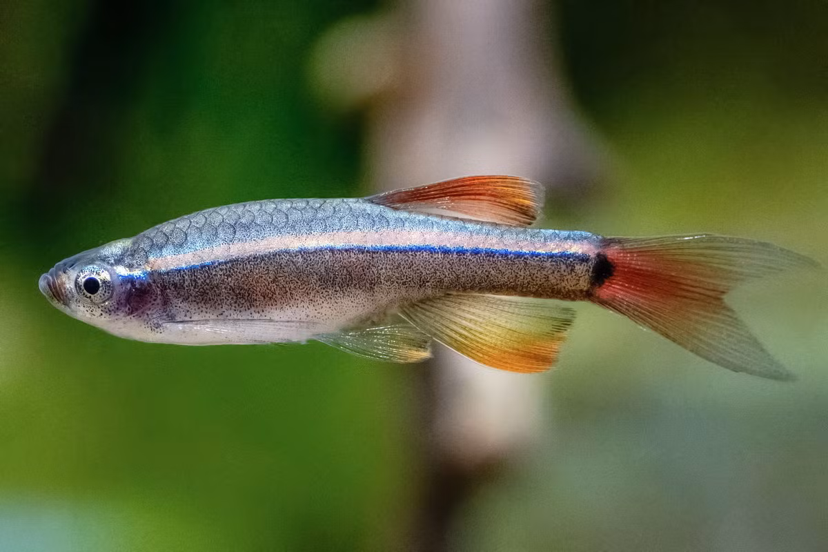 Trên thị trường cá cảnh quốc tế, cá kim tơ là loài cá độc lạ được nhiều người lùng tìm. Ở các nước Âu Mỹ, chúng được gọi là cá hồng y Việt Nam (Vietnamese Cardinal Minnow), giá bán dao động từ 5-10 USD / con. Tại Việt Nam, giá phổ biển là 15.000 đồng/con. Ảnh: The Spruce Pets.