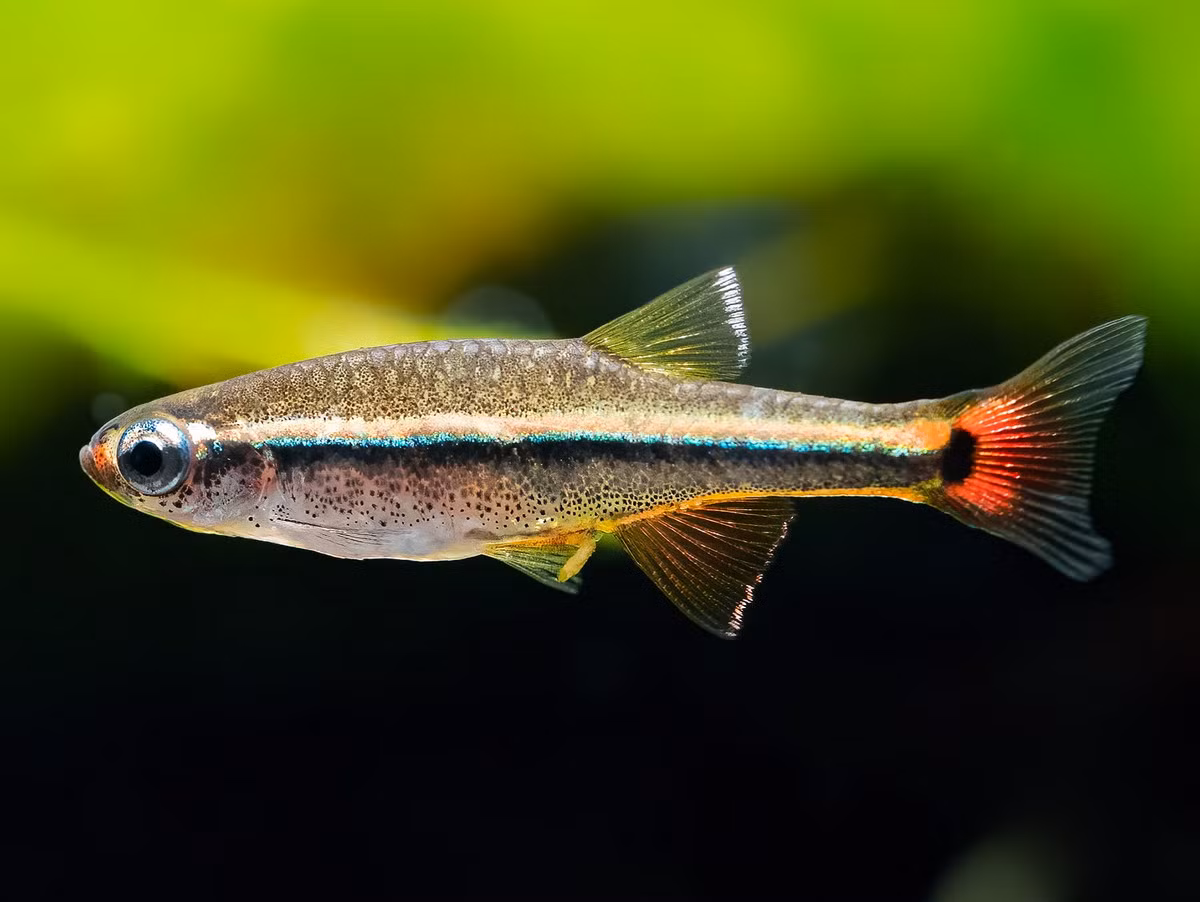 Chúng có vây lưng nằm phía trên đường giữa của cơ thể, thẳng hàng với vây hậu môn. Bụng có màu sáng hơn thân. Vây hậu môn và vây lưng có màu phớt đỏ và viền trắng. Ảnh: Zoobox.