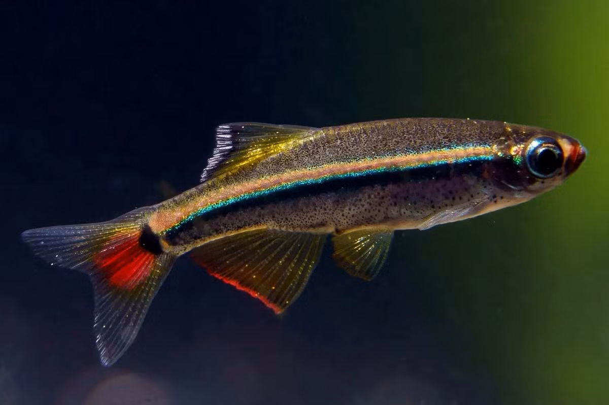 Loài cá đặc hữu Việt Nam này khi trưởng thành có chiều dài 2-3 cm. Cơ thể chúng có màu nâu đồng lấp lánh, với một đường huỳnh quang chạy từ mắt đến đuôi, kết thúc bằng một điểm tối được bao quanh bởi màu đỏ rực rỡ. Ảnh: Aquadiction.