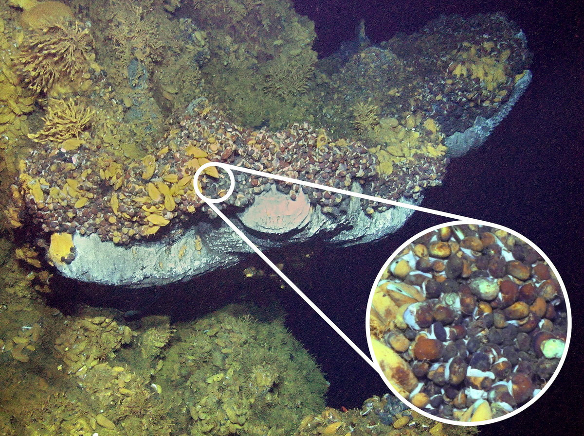 Dài khoảng 2 cm, loài ốc này to cỡ một con ốc sên vườn. Chúng sống trong môi trường cực kỳ khắc nghiệt ở các miệng phun thủy nhiệt dưới độ sâu trên 2000 mét. Đây là nơi có áp suất nước, nhiệt độ và độ axit cao, trong khi hàm lượng oxy rất thấp. Ảnh: Professor Jin Sun.